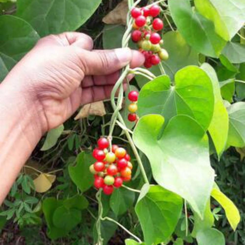 Village Herbal Gold: जो ऑनलाइन महंगे बिकते हैं