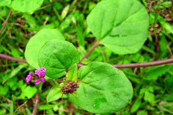 Village Herbal Gold: जो ऑनलाइन महंगे बिकते हैं