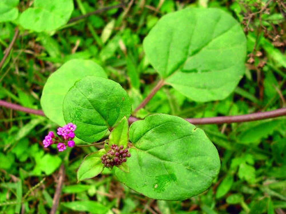 Village Herbal Gold: जो ऑनलाइन महंगे बिकते हैं